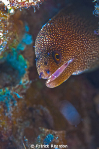 Backlit shot of an eel.  Got a lot of light through the m... by Patrick Reardon 